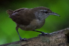 Cantorchilus leucotis