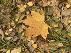 Acer platanoides
