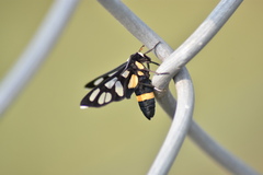 Amata sperbius