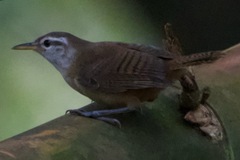 Cantorchilus leucotis