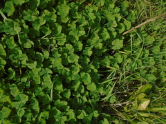 Medicago arabica