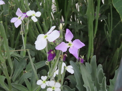 Matthiola