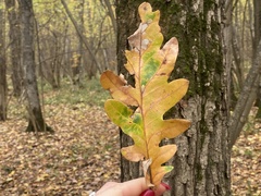 Quercus robur