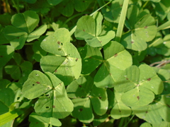 Medicago arabica