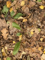 Ajuga reptans