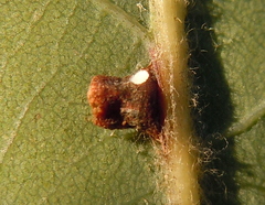 Neuroterus anthracinus