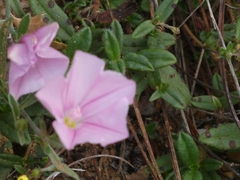 Convolvulus cantabrica