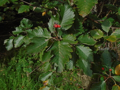 Scandosorbus intermedia