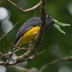 Trogon caligatus
