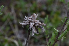 Rabdophaga strobiloides