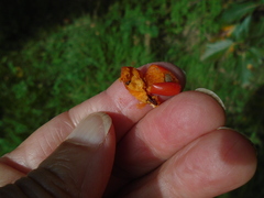 Scandosorbus intermedia