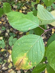 Cornus alba