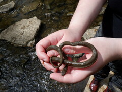 Regina septemvittata