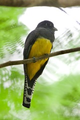 Trogon caligatus