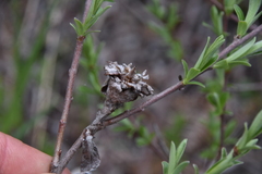 Rabdophaga strobiloides