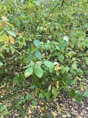 Cornus alba