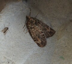 Pseudocoremia suavis