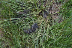 Lontra canadensis pacifica