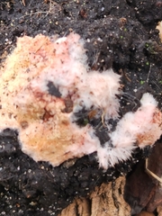 Pachyphlodes thysellii