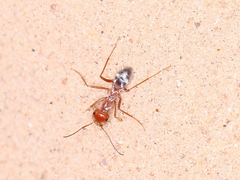Cataglyphis bombycina