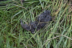 Lontra canadensis pacifica