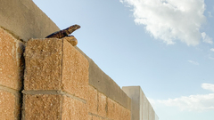 Ctenosaura hemilopha