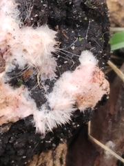 Pachyphlodes thysellii