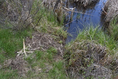 Lontra canadensis pacifica