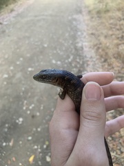 Elgaria multicarinata multicarinata