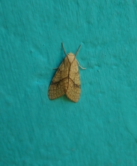 Lophocampa mixta