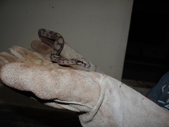Boa constrictor