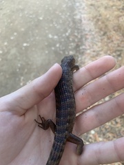 Elgaria multicarinata multicarinata