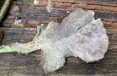 Golovinomyces cichoracearum