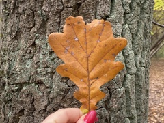 Quercus robur