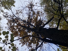 Quercus robur