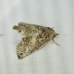 Paectes abrostoloides