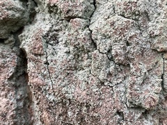 Fungi