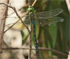 Anax gibbosulus