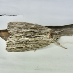 Acronicta lithospila