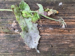 Golovinomyces cichoracearum