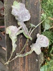Golovinomyces cichoracearum