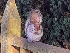 Sciurus carolinensis