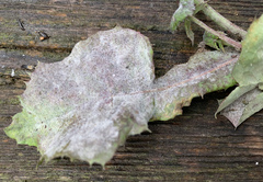 Golovinomyces cichoracearum