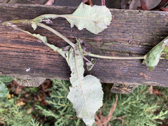 Golovinomyces cichoracearum