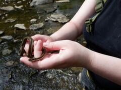 Regina septemvittata