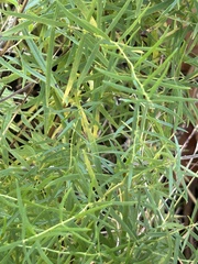 Asparagus aethiopicus