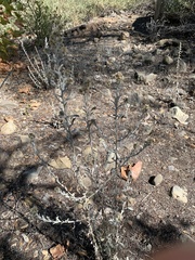 Pseudognaphalium microcephalum