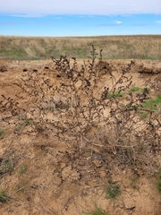 Salsola tragus