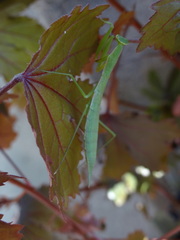 Eumusonia