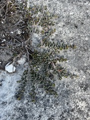 Indigofera bisacculata